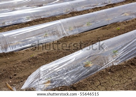 little greenhouse glass house plastic lines vegetable sprouts on brown soil agriculture