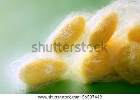 silkworm cocoon many on silk worm net over green background
