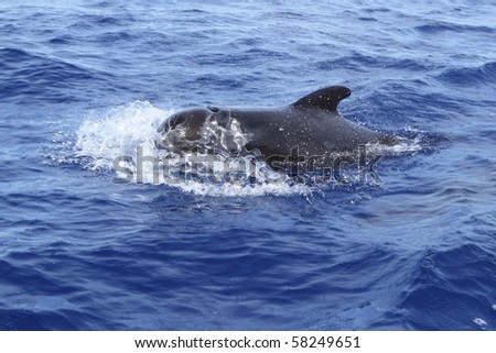 pilot whale free in open sea blue mediterranean swimming