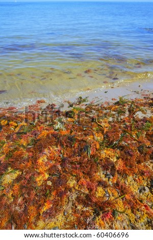 colorful yellow red seaweed algae on sea ocean shore coastline