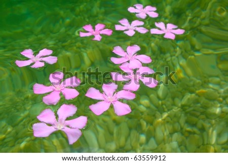 Oleander pink flowers floating in natural rolling stone lake river