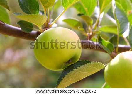 Apple green fruit tree branch with leaves
