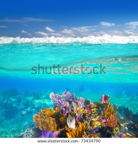 Mayan Riviera coral reef underwater up down waterline Mexico [Photo Illustration]