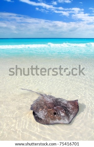 southern stingray Dasyatis americana in Caribbean beach Contoy Mexico [Photo Illustration]