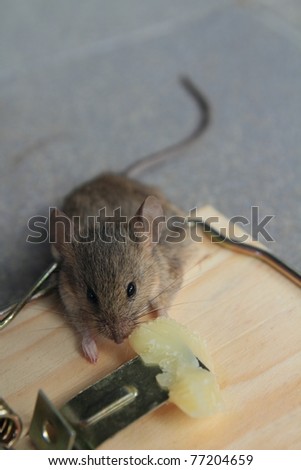 Clip Art Mouse And Cheese. girlfriend Include clip art