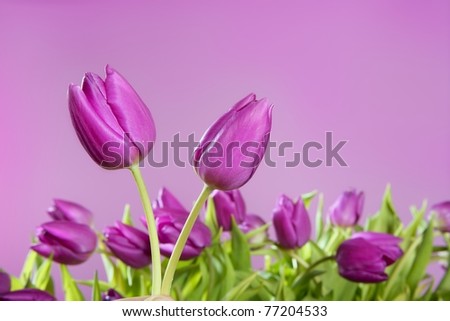 tulips pink flowers pink studio shot background