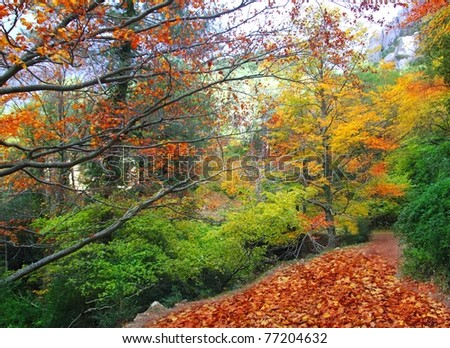 autumn fall beech forest track yellow golden leaves scenics