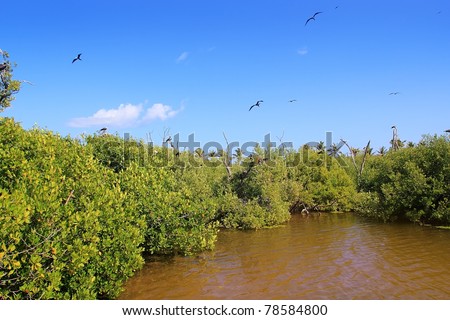 frigate bird reproduction in Contoy island mangroves Quintana Roo