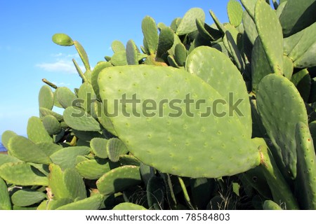 Click Here for nopal cactus