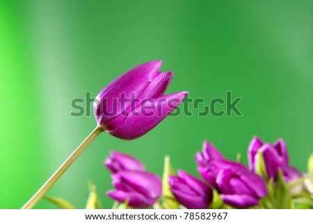 tulips pink flowers vivid green background studio shot