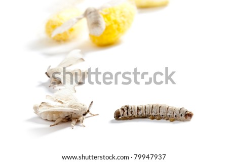 butterfly of silkworm with cocoon silk worm showing the three life stages