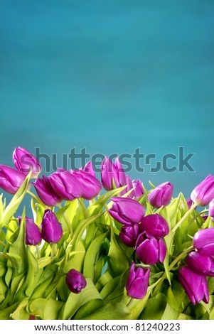 tulips pink flowers on a blue green studio classic background