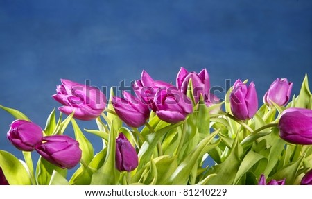 tulips pink flowers on blue studio classic background