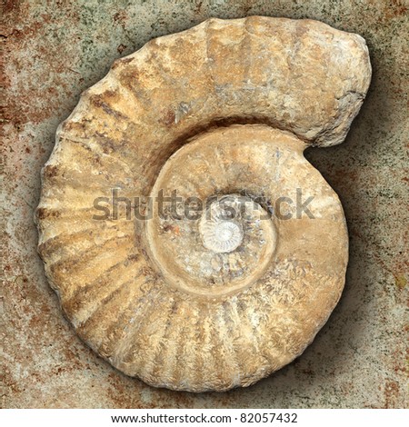 fossil spiral snail stone real ancient petrified shell over limestone [Photo Illustration]