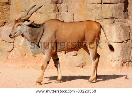 Eland Antelope on a sandy hot environment