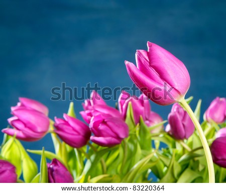 tulips pink flowers in blue studio background