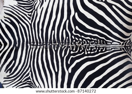 Zebra leather skin texture painted from a cow