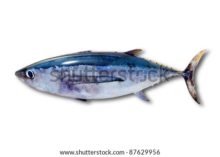 Albacore tuna Thunnus alalunga fish isolated on white