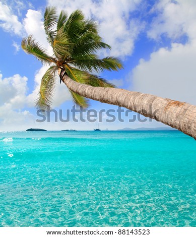 Palm tree in tropical perfect beach at Ibiza Formentera