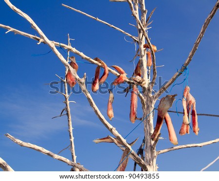 air-dried salted fish Mediterranean style on tree branches in Balearic