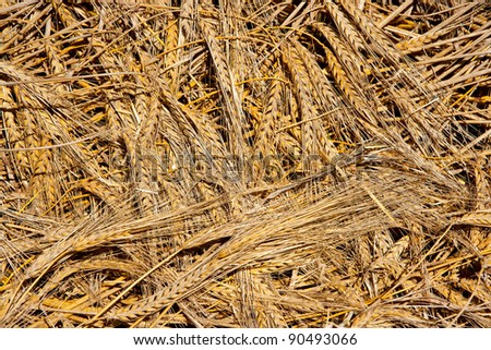 cereal wheat spikes pattern background in harvesting
