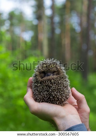 Young hedgehog in hand with forest foreground