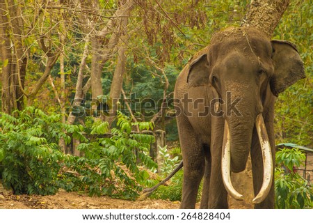 elephant.The Mammal large family Elephantidae by two separate currencies including Elephas and Loxodonta.