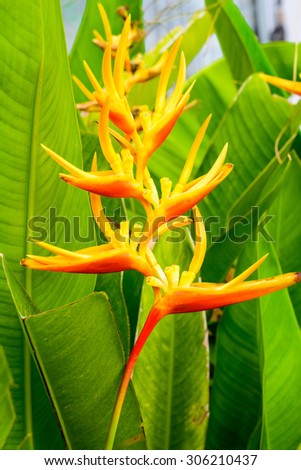 Heliconia are native to North America and islands in the Caribbean.
