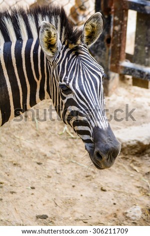 Zebra is one of the smaller species of horse riding. However, a tail like a donkey A short mane-like bristles feature is a white body and black throughout the body.