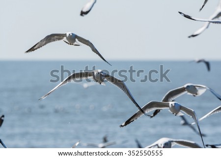 Seagull.A bird with medium to large. A common feature is a gray or white hair. Some black marking on the head or wings with long, thick mouth and feet are webbed diagram.