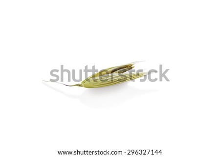 oats, oat plant isolated