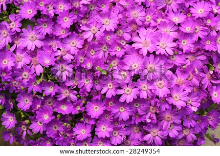 A blanket of purple flowers-flower bed full of purple spring daisies