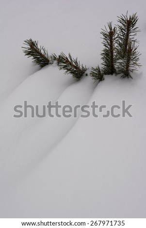 Four small pines grow up during winter times in the middle of a snow field creating a pattern in the snow.