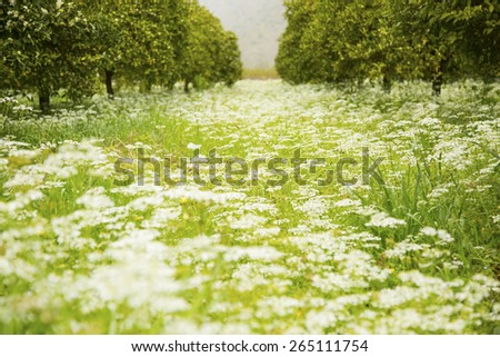 Flower meadow in springtime with orange trees in mediterranean country in spring