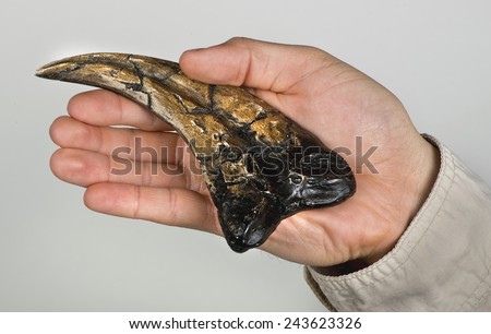 Velociraptor claw held in hand also knowned as raptor claw.