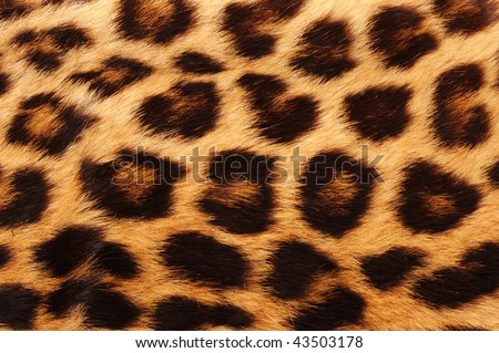 Real leopard skin spots, makes for cool background