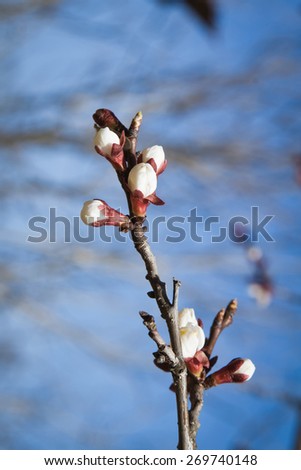 apricot buds in the sun