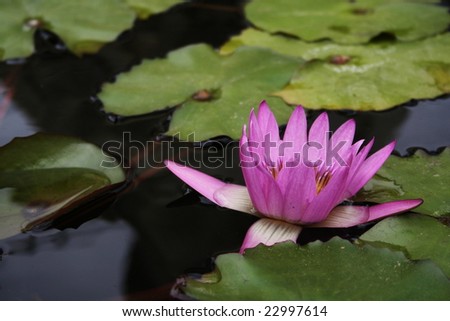 A lotus blossom floating in a pool covered with lily pads