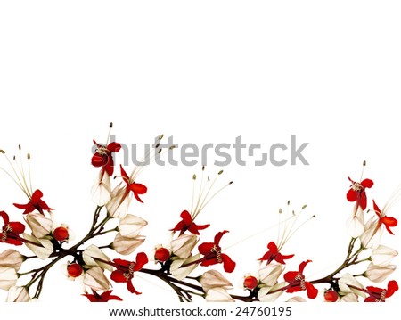 black and white flowers photography. stock photo : red lack and
