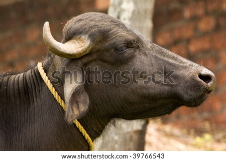 indian water buffalo