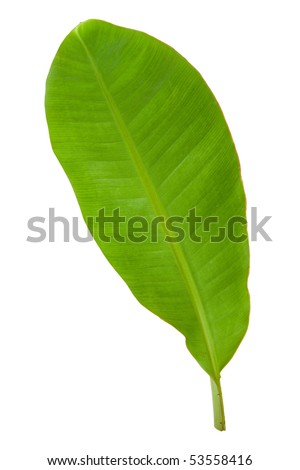 Banana Leaf Clipart