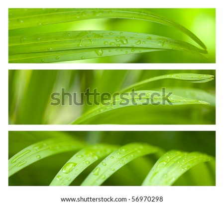 Water Drops on Palm Leaves Banner Set