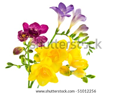 stock photo yellow and violet fresia on white