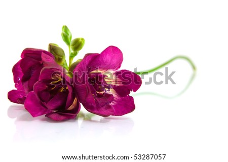 stock photo : violet fresia on