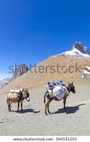 Donkey loaded for trekking over the Singila high pass, Ladakh, India