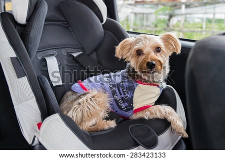 A Yorkshire Terrier wearing a purple shirt and colorful collar sitting in a child\'s car seat.