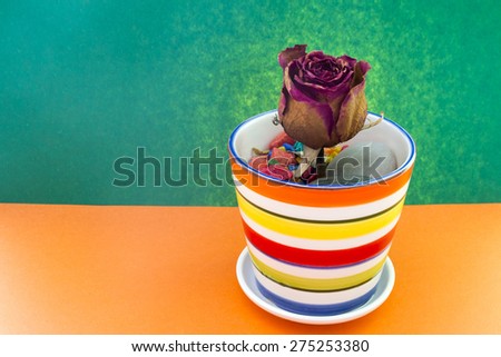 dry flower a rose in a multicolored striped pot