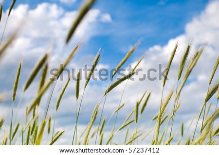 Non-urban scene. Beautiful  field and blue sky with clouds.