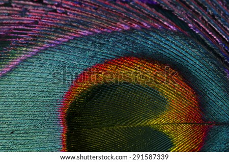 Colorful peacock feather