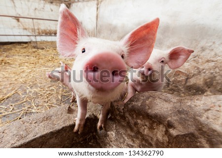 Young Pigs On The Farm